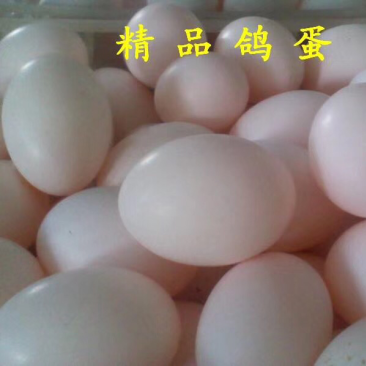 鸽子蛋
