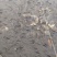 池鲤鱼食用1~2公斤