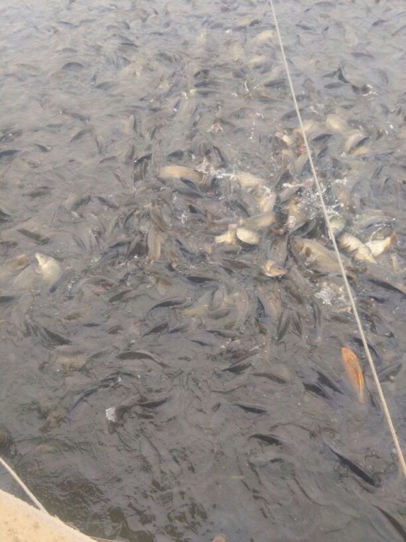 池鲤鱼食用1~2公斤