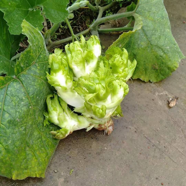 儿菜