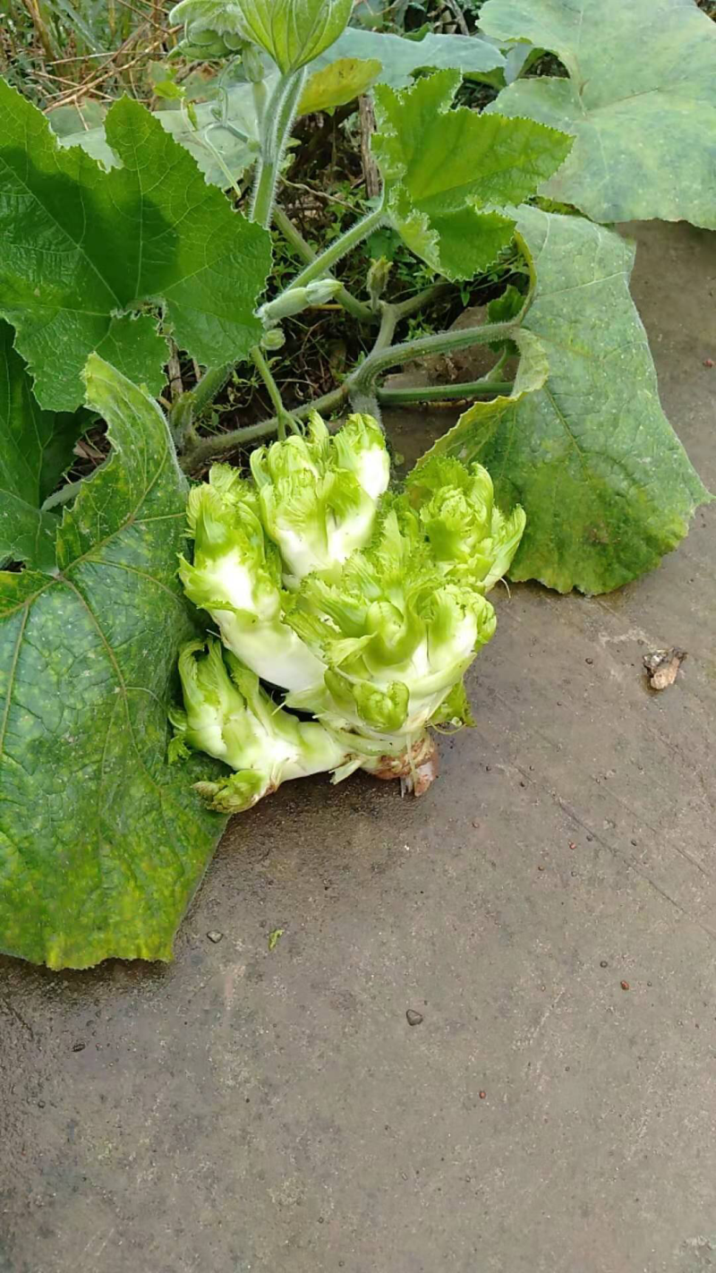 儿菜