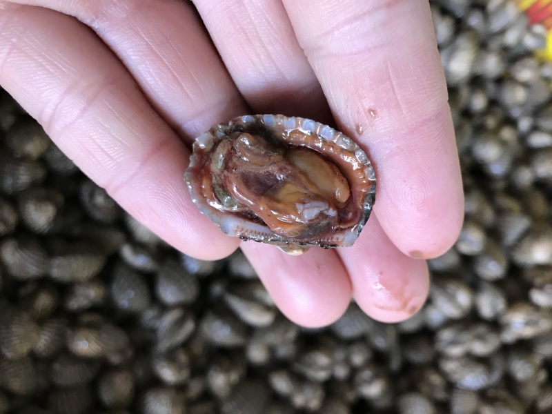 金钱蛤当天鲜活银钳毛蛤鲜活大毛蛤血蛤