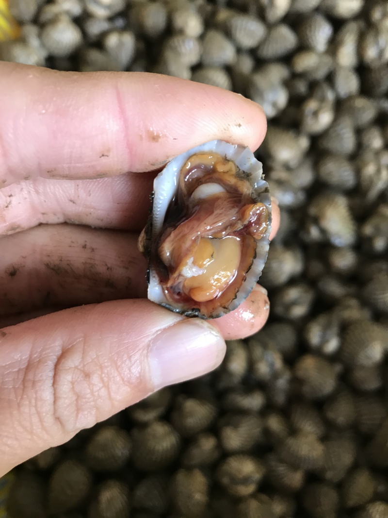 金钱蛤当天鲜活银钳毛蛤鲜活大毛蛤血蛤