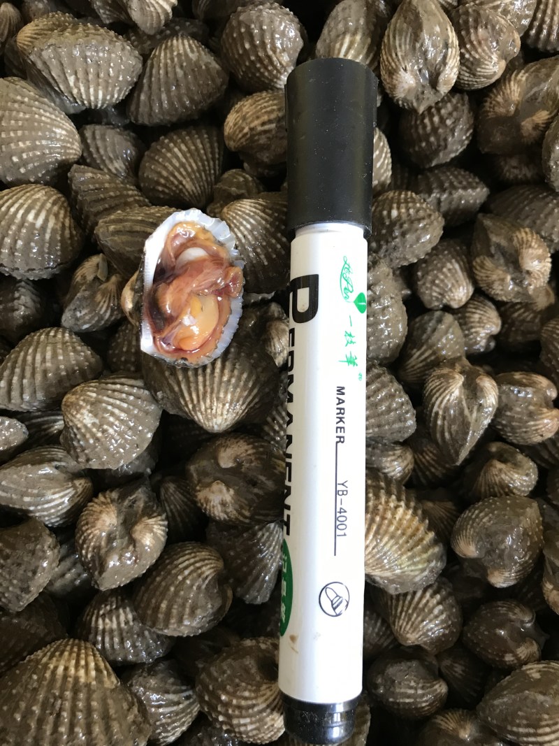 金钱蛤当天鲜活银钳毛蛤鲜活大毛蛤血蛤