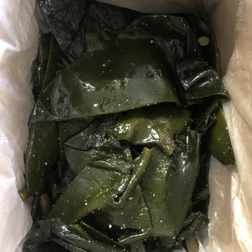 海带头