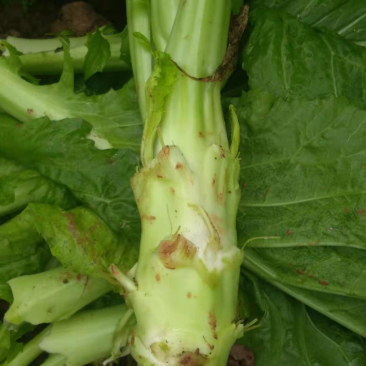 棒菜量大质量好做工精细