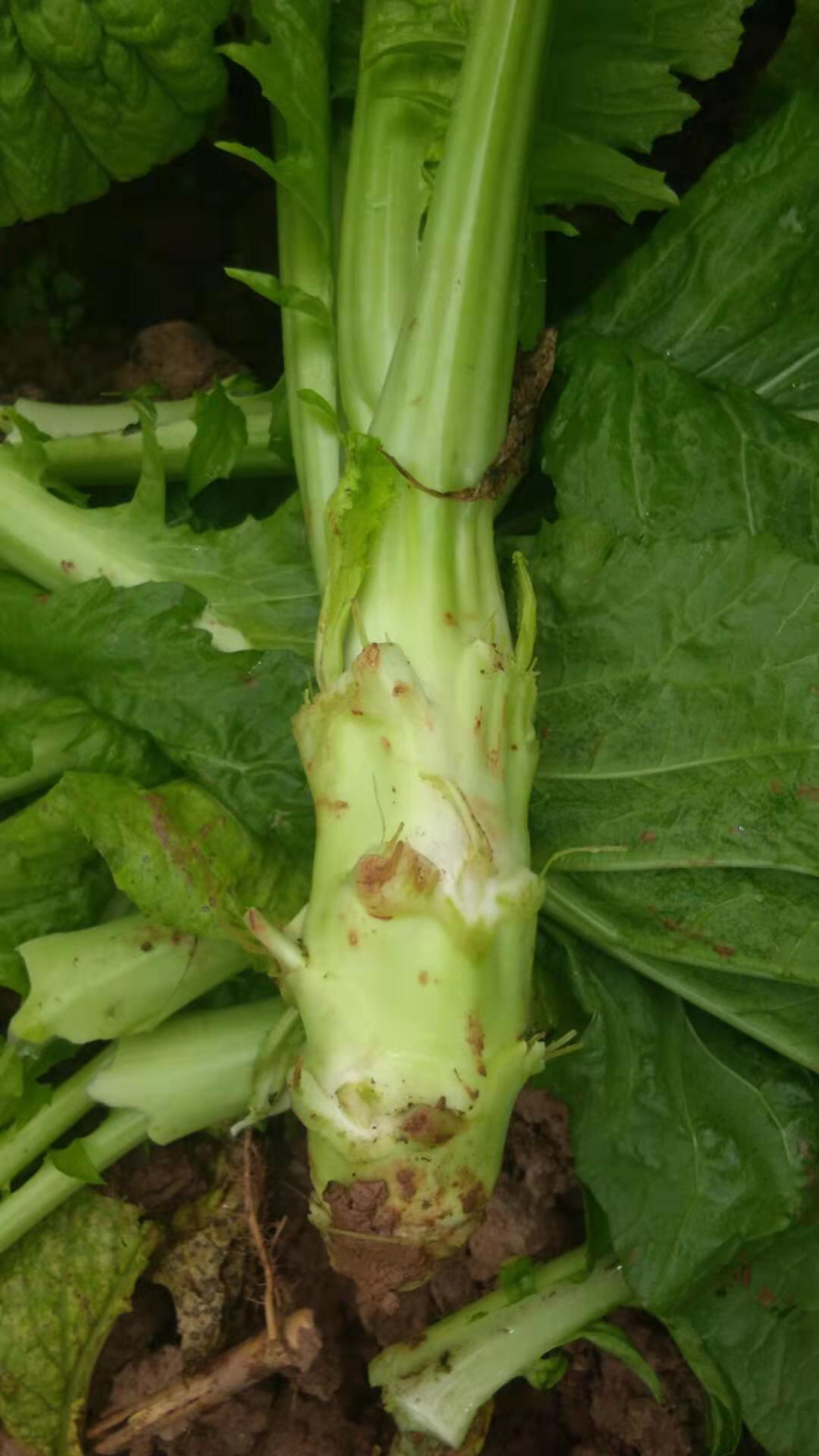 棒菜量大质量好做工精细