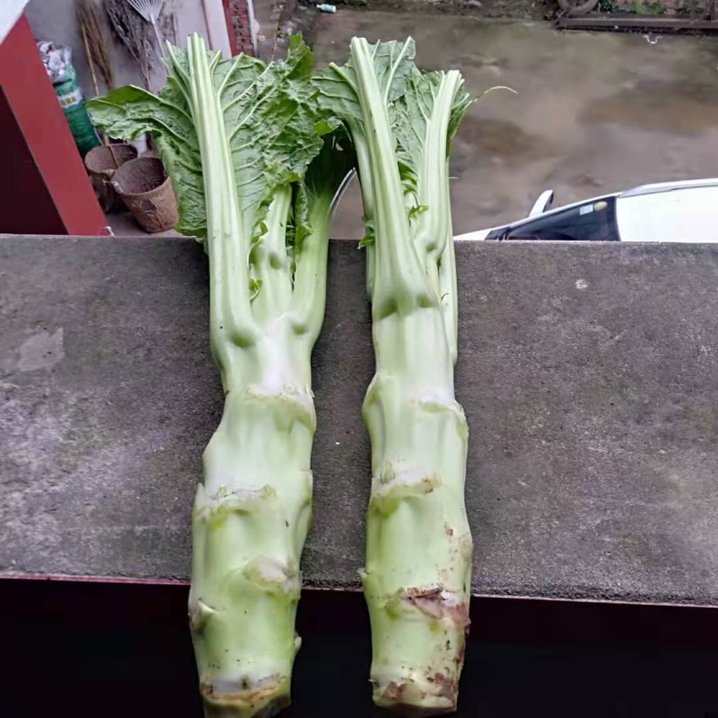 棒菜量大质量好做工精细