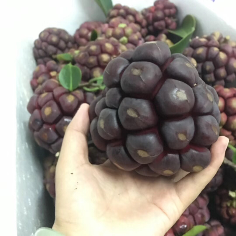 黑老虎现货
