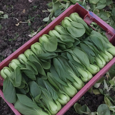 叶菜类