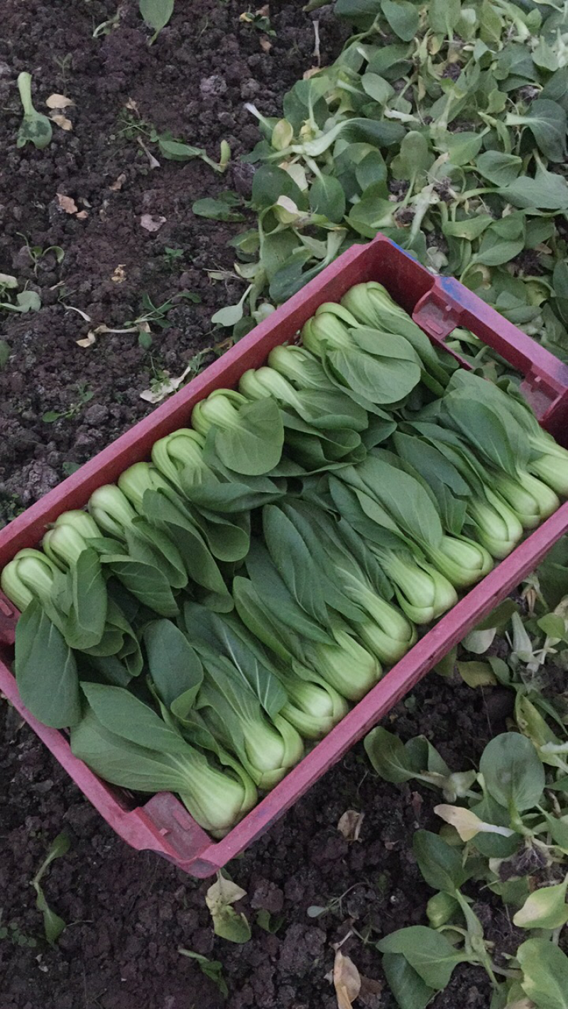 叶菜类