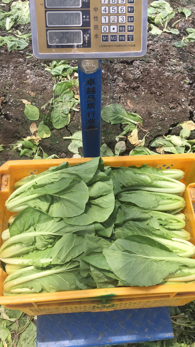叶菜类