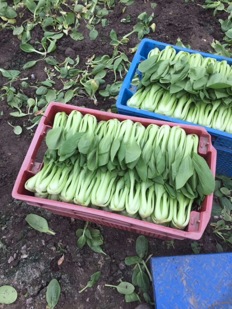 叶菜类