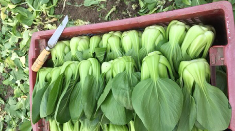 叶菜类