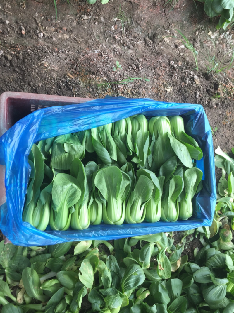 叶菜类