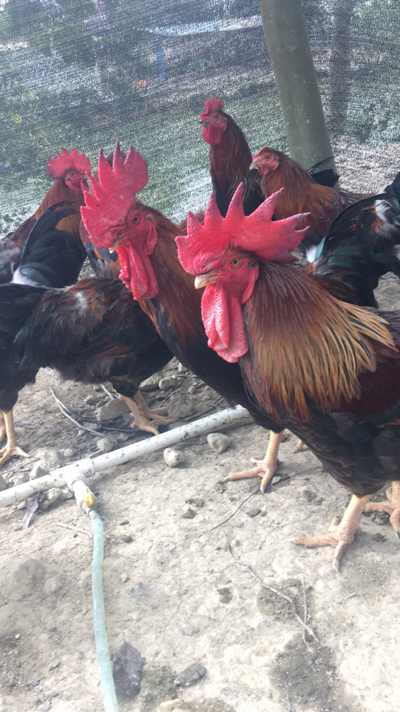 老生鸡