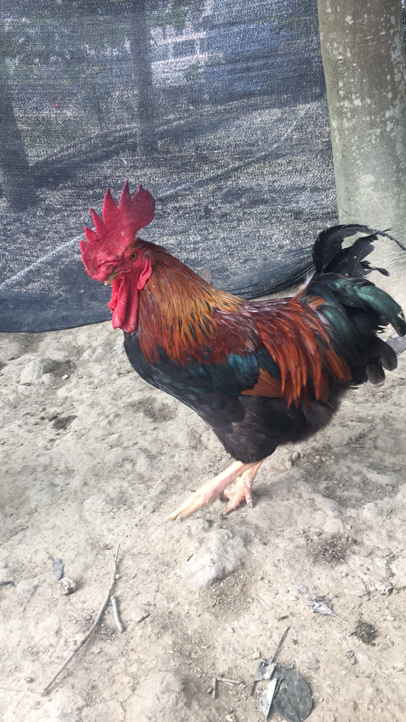 老生鸡