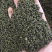 广西中花吴茱萸青果，圆颗