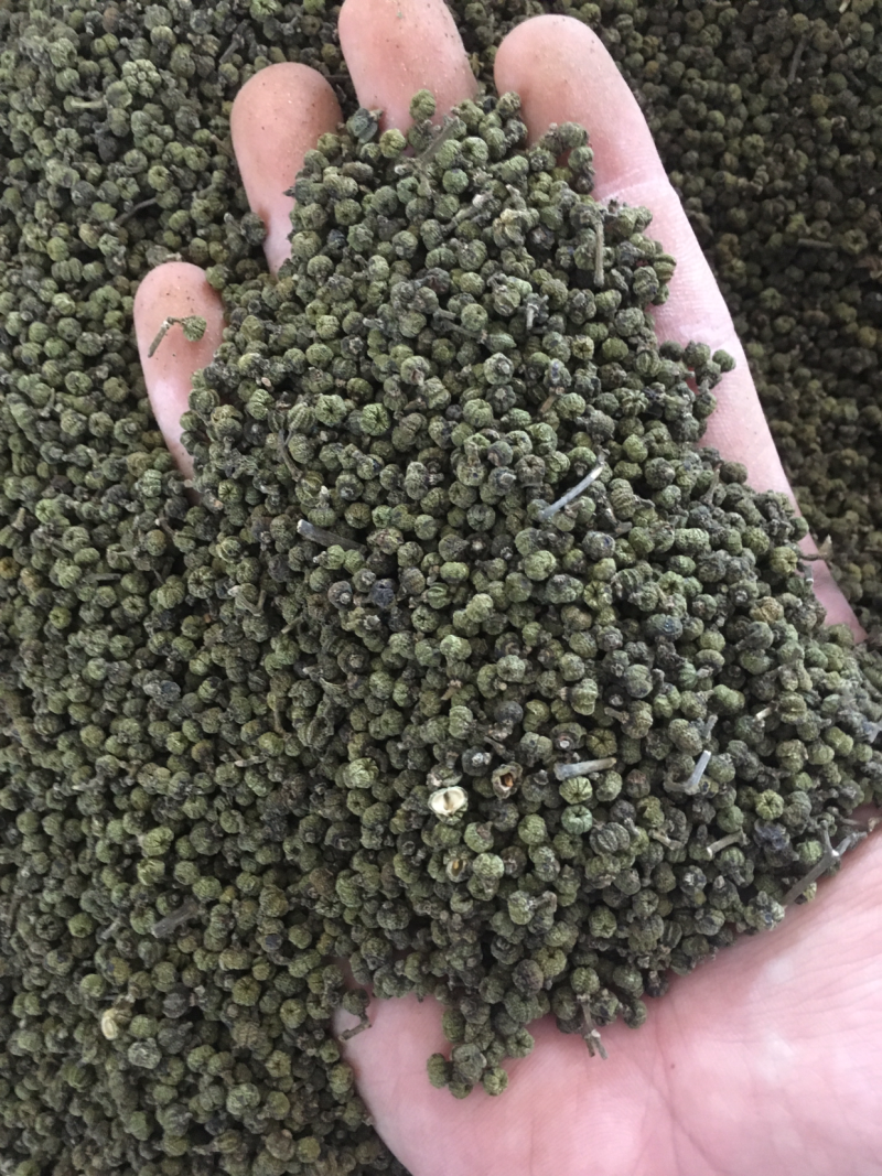 广西中花吴茱萸青果，圆颗