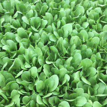 油菜10一15公分