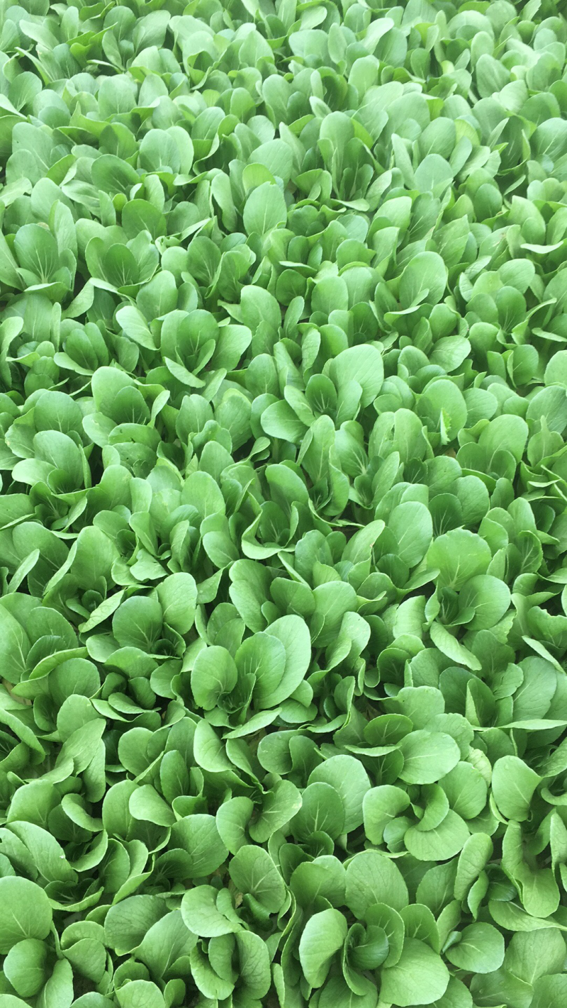 油菜10一15公分