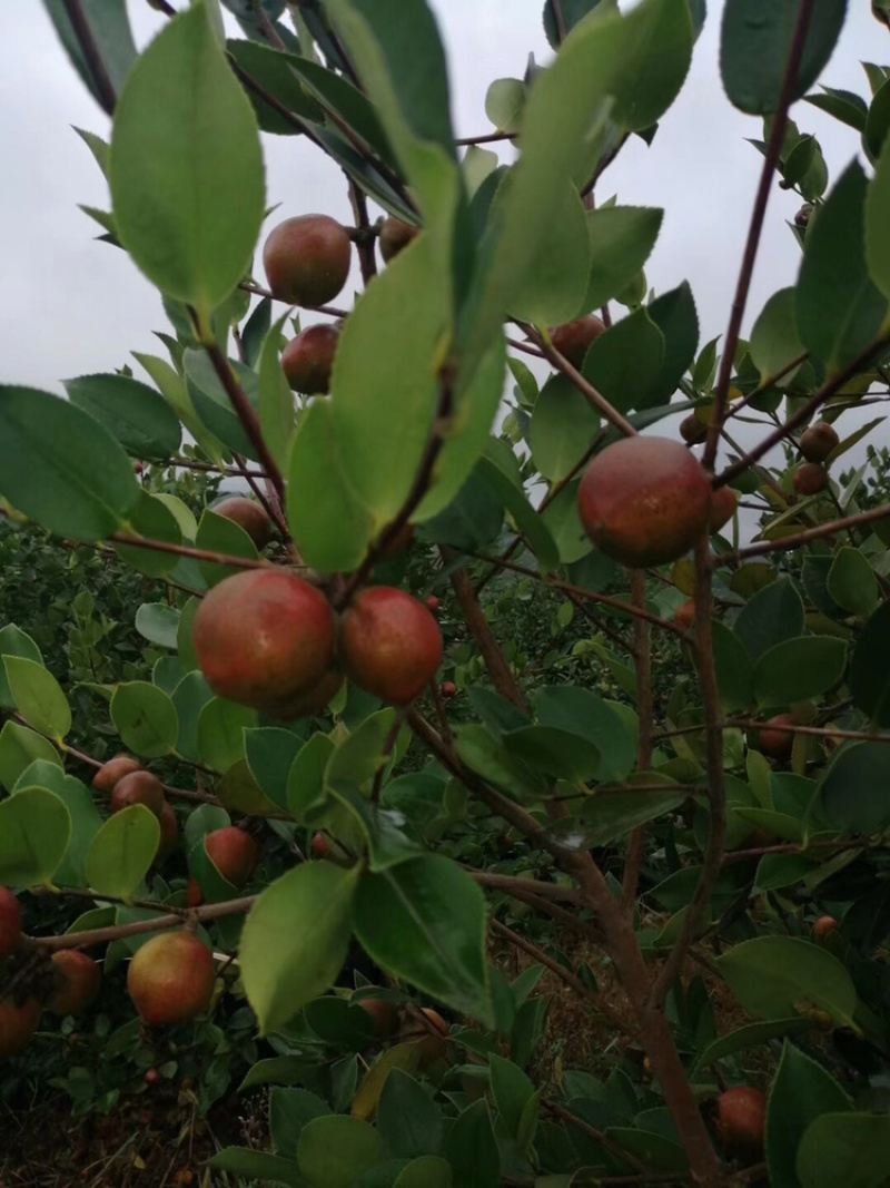 油茶果杂交长林系列现摘油鲜茶果
