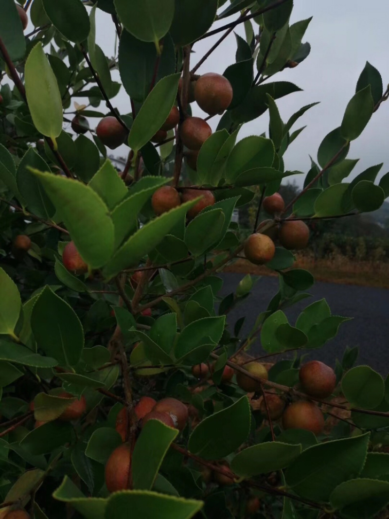 油茶果杂交长林系列现摘油鲜茶果