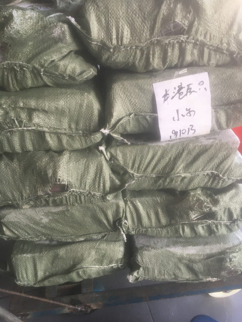 小鱿鱼。