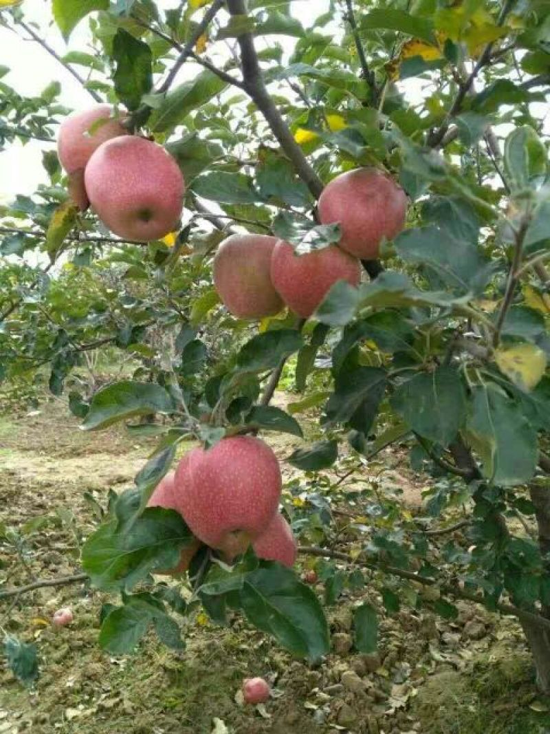 陕西秦冠苹果，光果秦冠，纸代秦冠冷库大量有贷