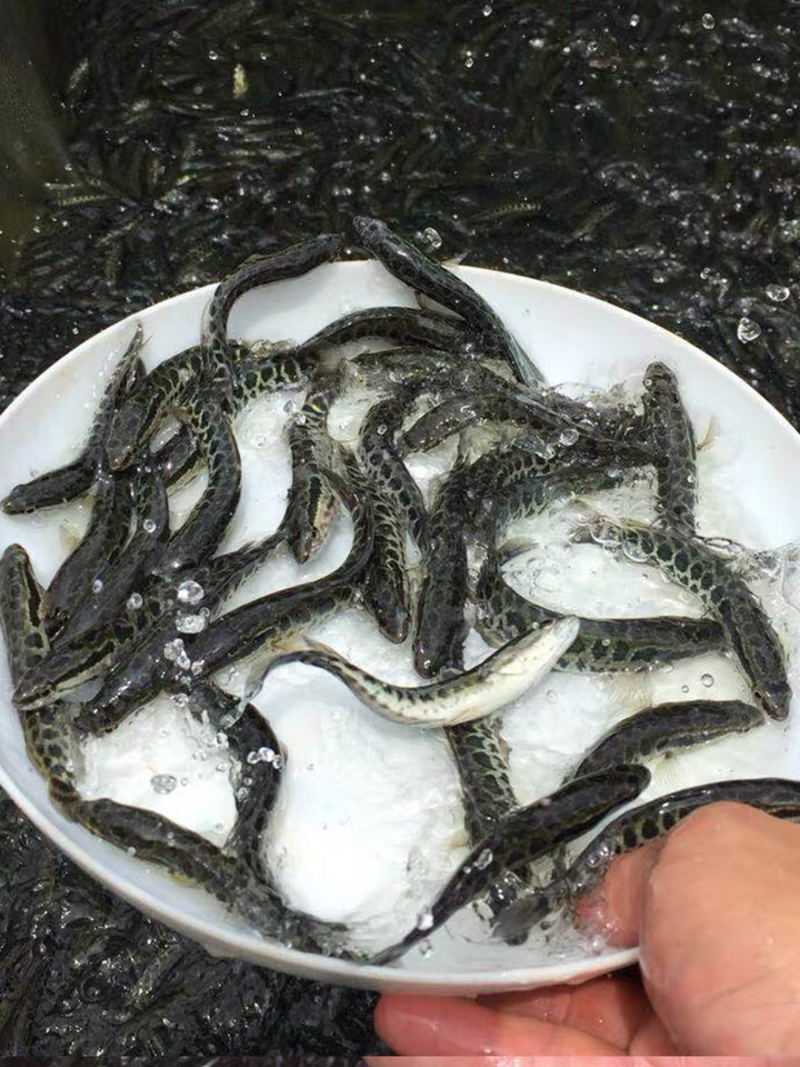 黑鱼鱼苗乌鱼苗优质淡水养殖鱼苗大量现货