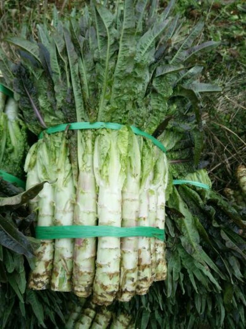 万亩红莴笋大量上市，广西富川红莴笋，期待你的到来