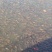 池鲤鱼