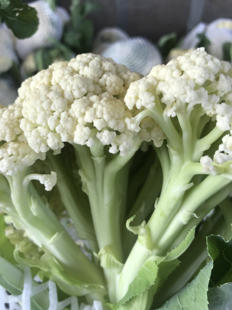 白面青梗有机散花大量供应
