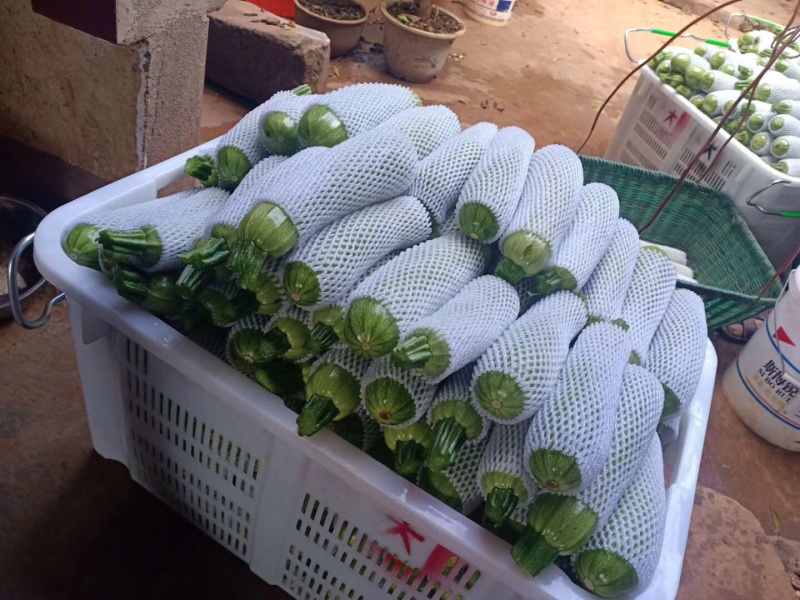 西葫芦西葫芦精品西葫芦西葫芦西湖小瓜