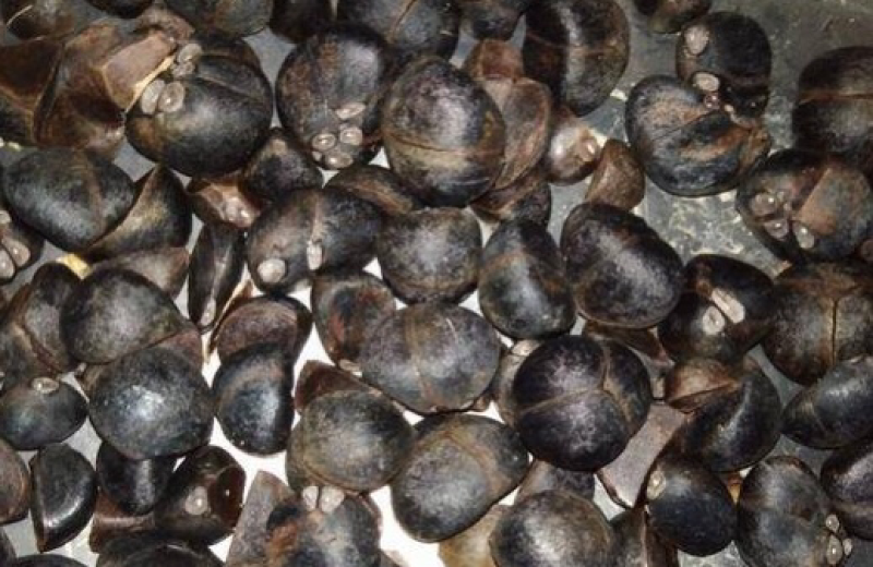 广西南方树上一元野生新鲜生山茶果日产万斤茶籽干茶籽果压榨