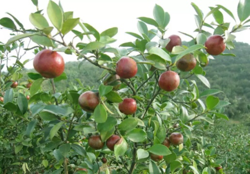 广西南方树上一元野生新鲜生山茶果日产万斤茶籽干茶籽果压榨