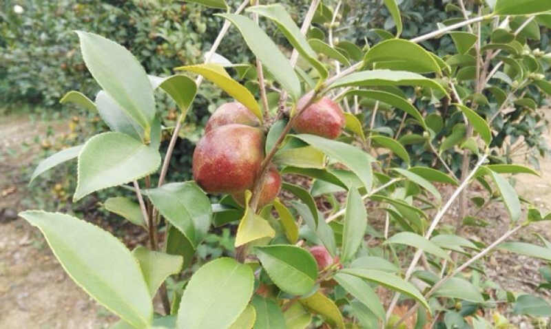 广西南方树上一元野生新鲜生山茶果日产万斤茶籽干茶籽果压榨