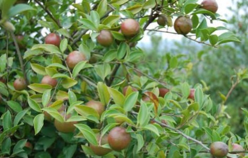 广西南方树上一元野生新鲜生山茶果日产万斤茶籽干茶籽果压榨
