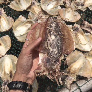 北海墨鱼干