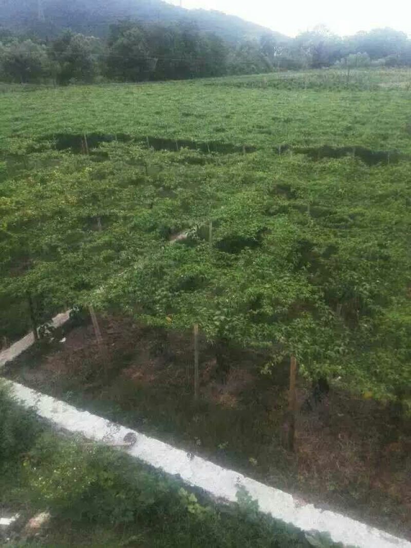 百香果紫果80~90g