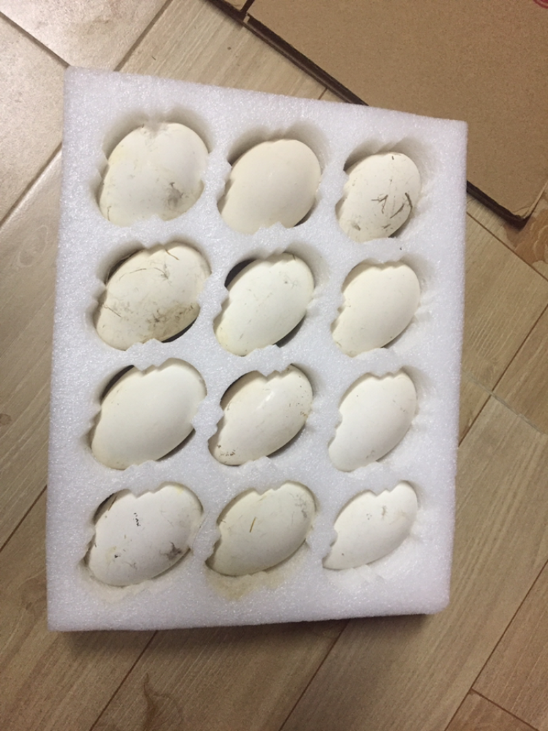 狮头鹅蛋