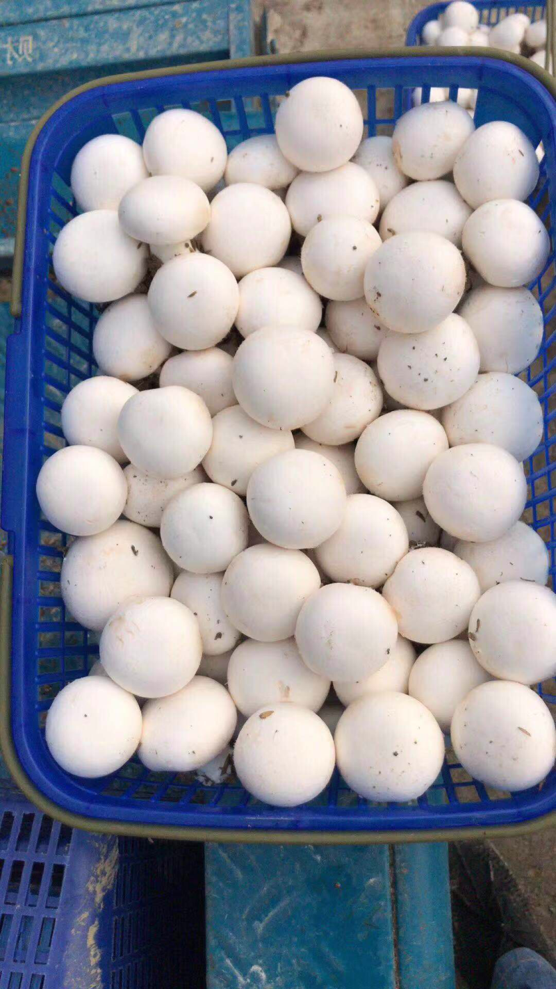 双孢菇