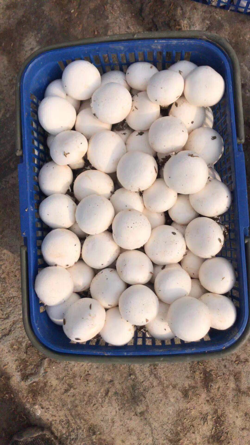 双孢菇