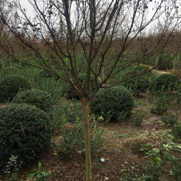 红花紫薇红火箭紫薇6公分苗圃基地现起货