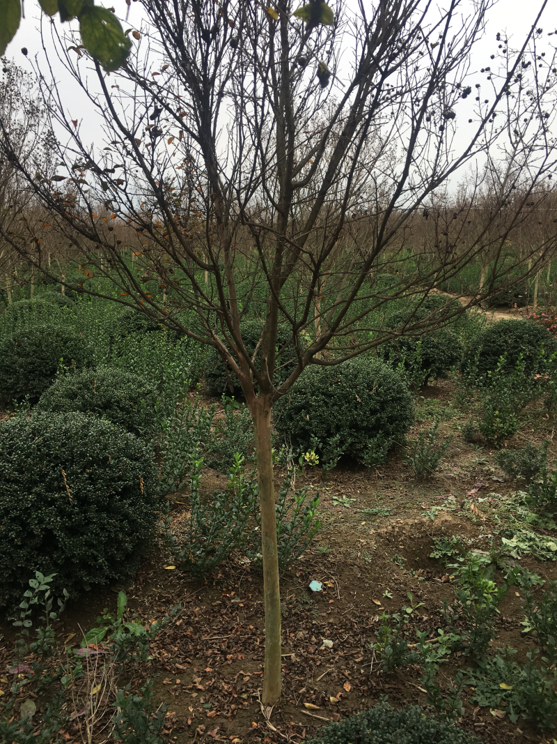 红花紫薇红火箭紫薇6公分苗圃基地现起货