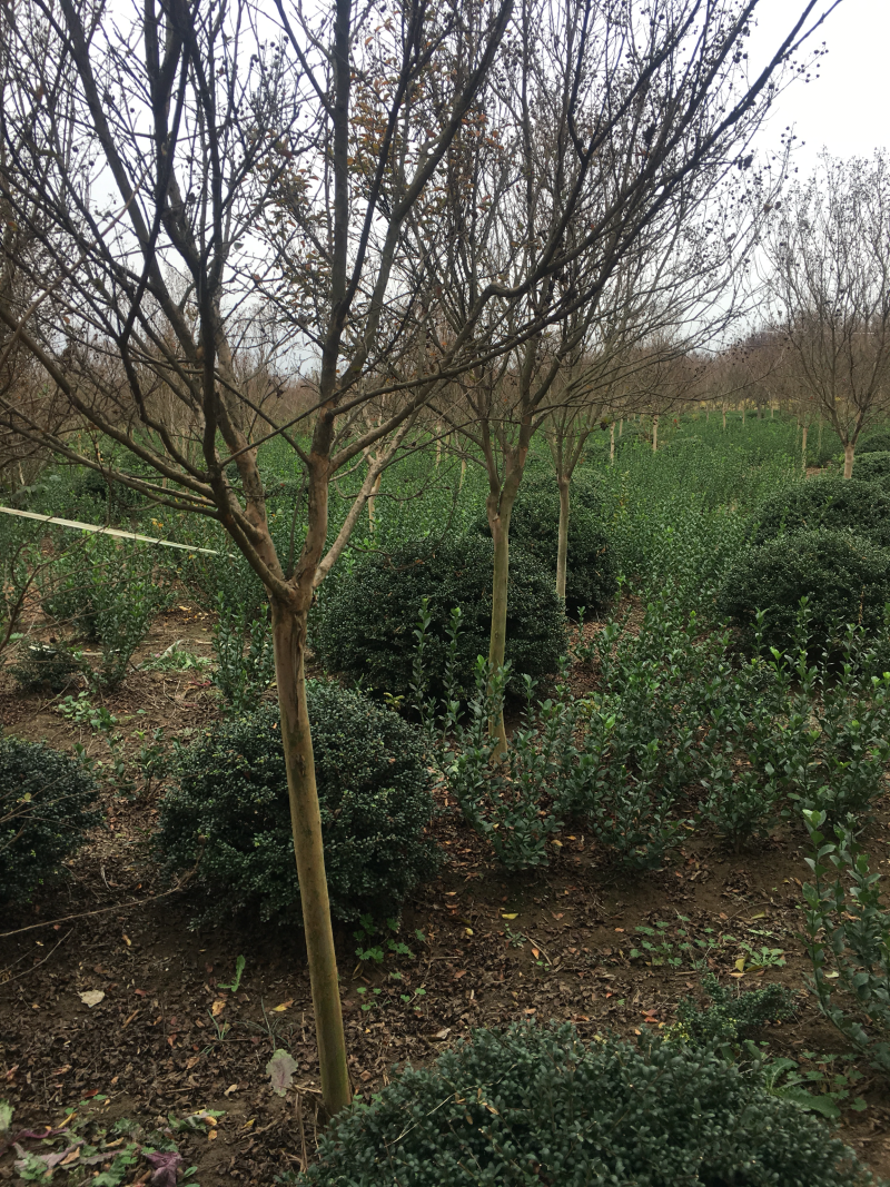 红花紫薇红火箭紫薇6公分苗圃基地现起货