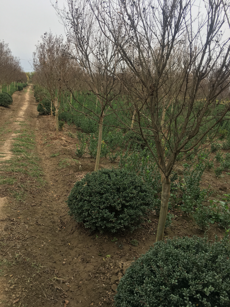 红花紫薇红火箭紫薇6公分苗圃基地现起货