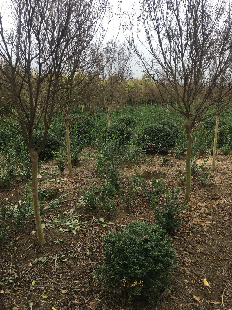 红花紫薇红火箭紫薇6公分苗圃基地现起货