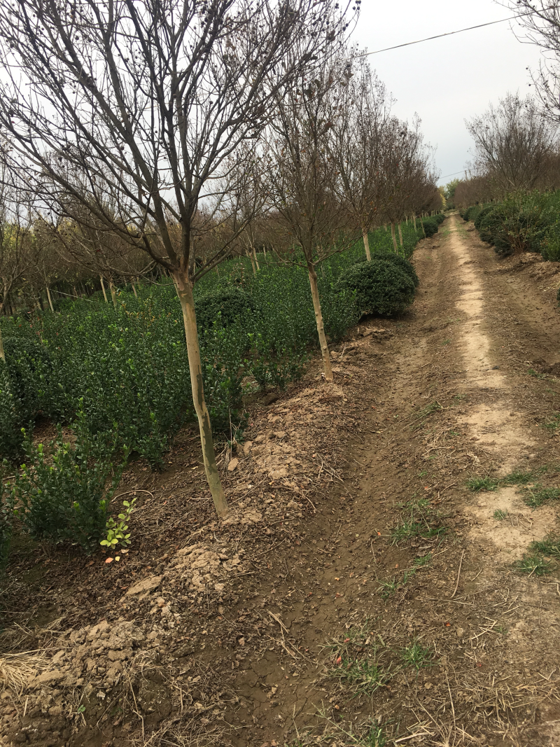红花紫薇红火箭紫薇6公分苗圃基地现起货