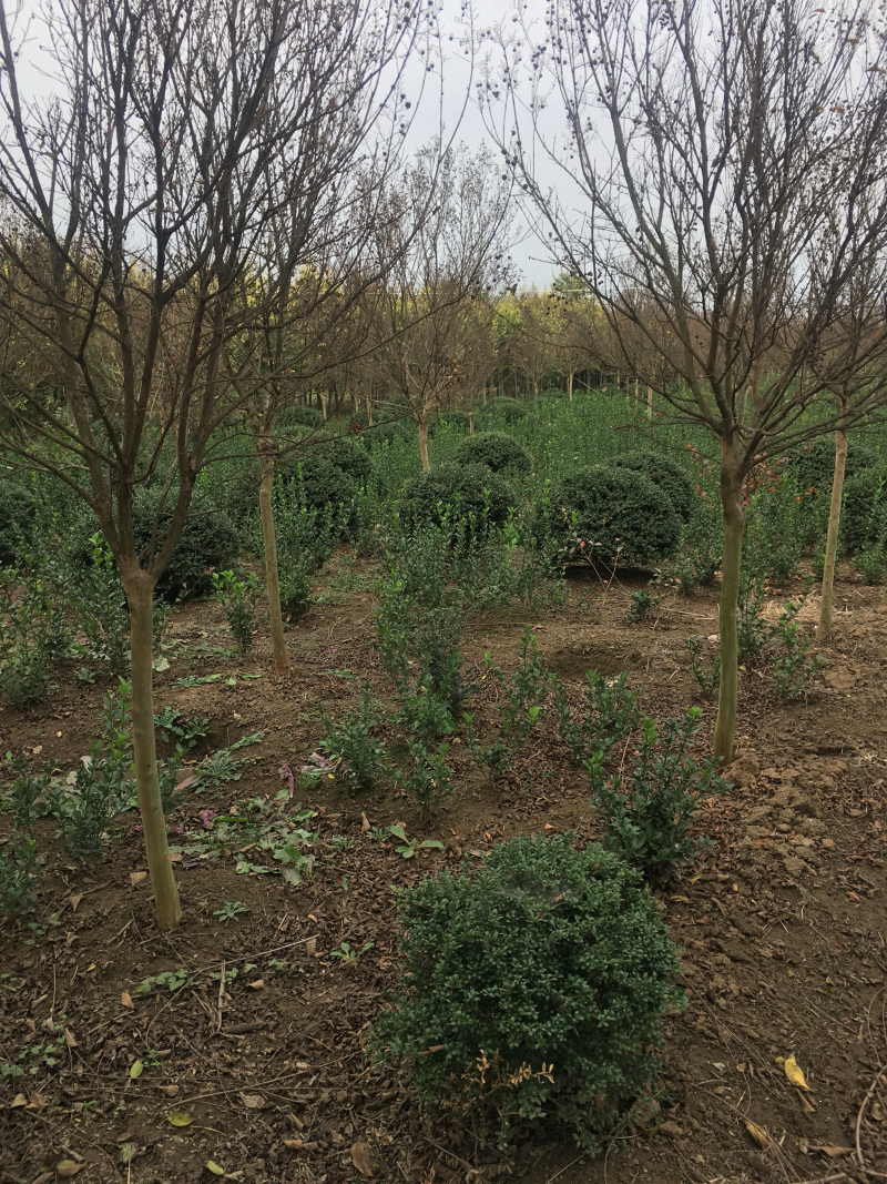 红花紫薇红火箭紫薇6公分苗圃基地现起货